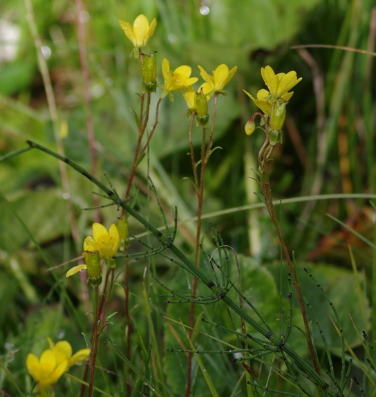 Pflanzenbild gross Moor-Steinbrech - Saxifraga hirculus