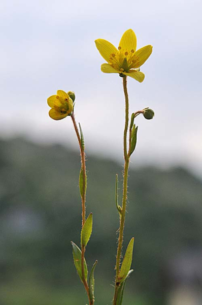 Pflanzenbild gross Moor-Steinbrech - Saxifraga hirculus