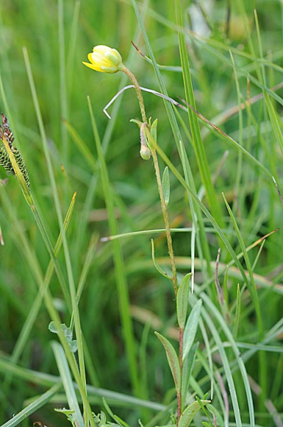 Pflanzenbild gross Moor-Steinbrech - Saxifraga hirculus