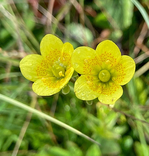 Pflanzenbild gross Moor-Steinbrech - Saxifraga hirculus