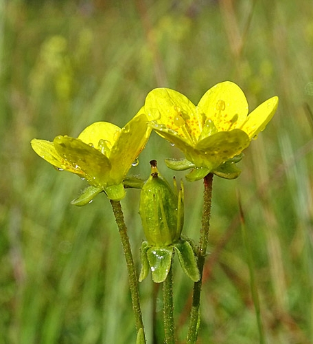 Pflanzenbild gross Moor-Steinbrech - Saxifraga hirculus