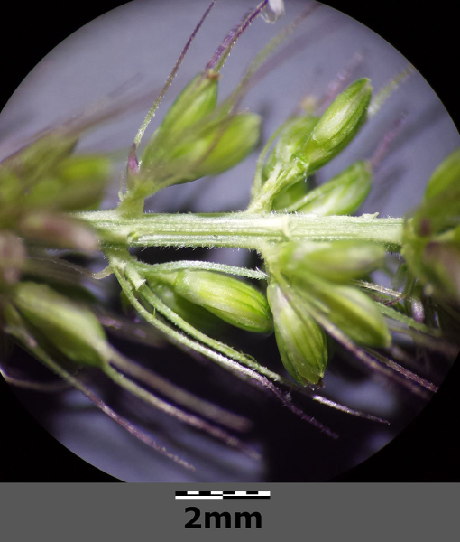 Pflanzenbild gross Quirlige Borstenhirse - Setaria verticillata