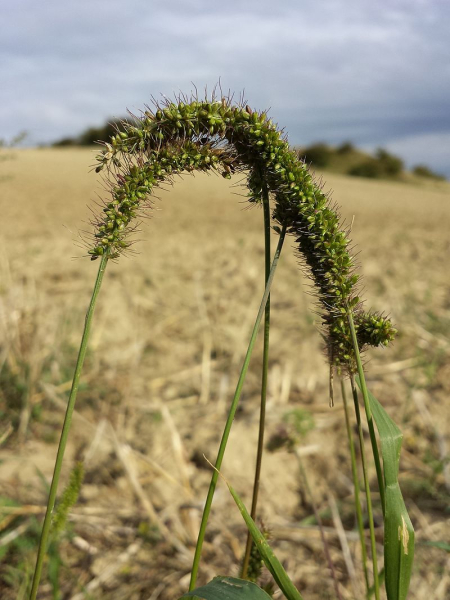 Pflanzenbild gross Quirlige Borstenhirse - Setaria verticillata