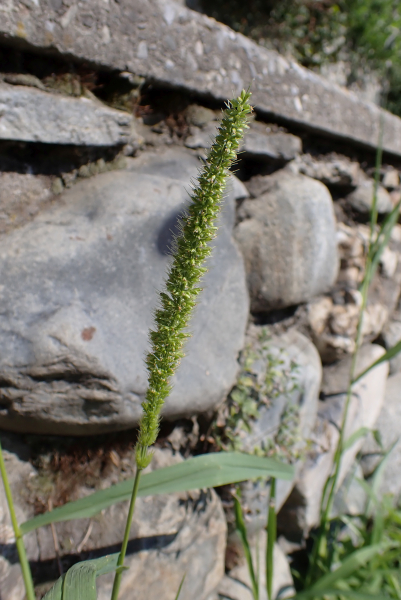 Pflanzenbild gross Quirlige Borstenhirse - Setaria verticillata