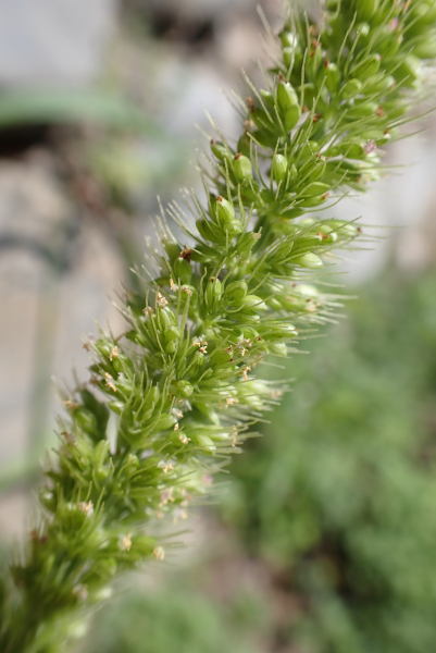 Pflanzenbild gross Quirlige Borstenhirse - Setaria verticillata