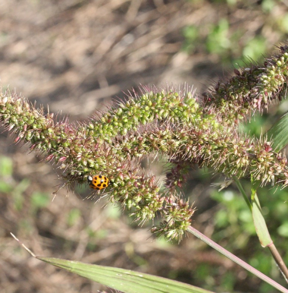 Pflanzenbild gross Quirlige Borstenhirse - Setaria verticillata