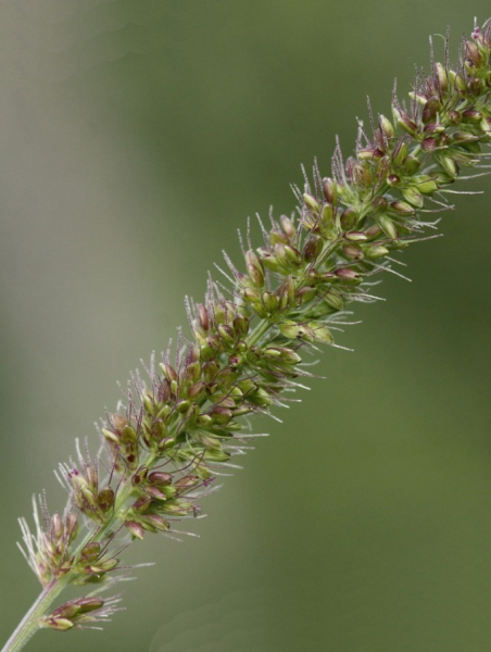 Pflanzenbild gross Quirlige Borstenhirse - Setaria verticillata