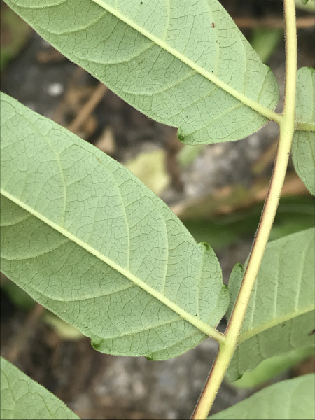Pflanzenbild gross Götterbaum - Ailanthus altissima