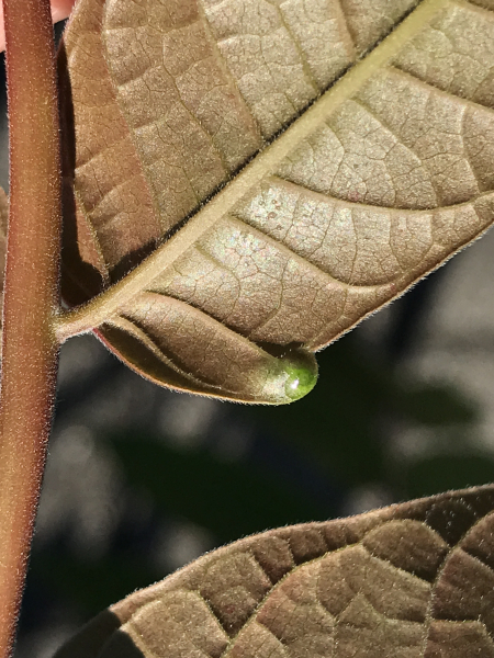 Pflanzenbild gross Götterbaum - Ailanthus altissima