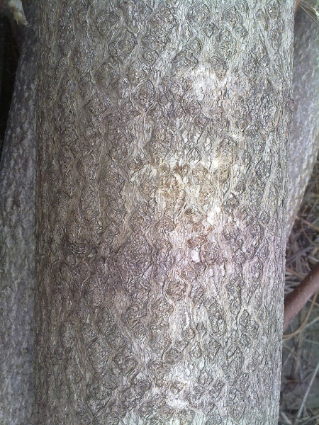 Pflanzenbild gross Götterbaum - Ailanthus altissima