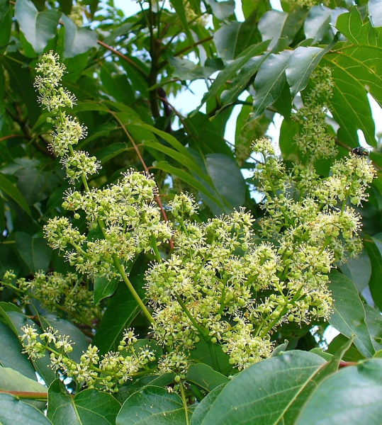 Pflanzenbild gross Götterbaum - Ailanthus altissima