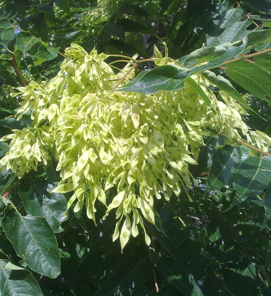 Pflanzenbild gross Götterbaum - Ailanthus altissima