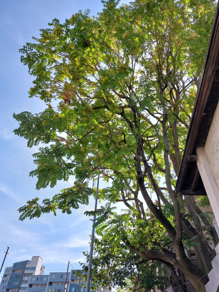 Pflanzenbild gross Götterbaum - Ailanthus altissima