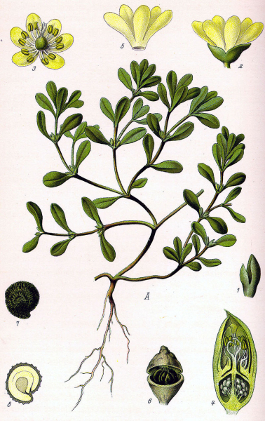 Pflanzenbild gross Gemüse-Portulak - Portulaca oleracea
