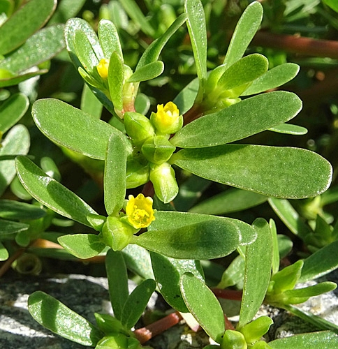 Pflanzenbild gross Gemüse-Portulak - Portulaca oleracea