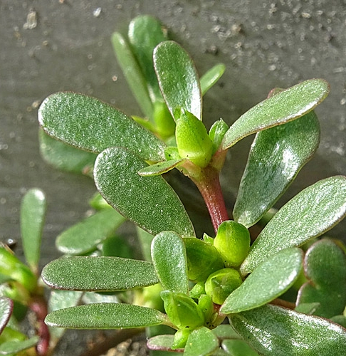 Pflanzenbild gross Gemüse-Portulak - Portulaca oleracea
