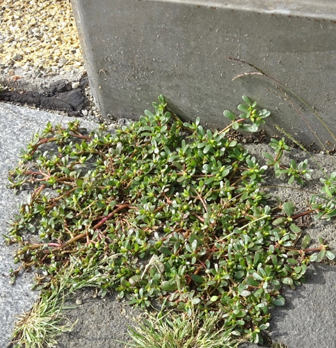 Pflanzenbild gross Gemüse-Portulak - Portulaca oleracea