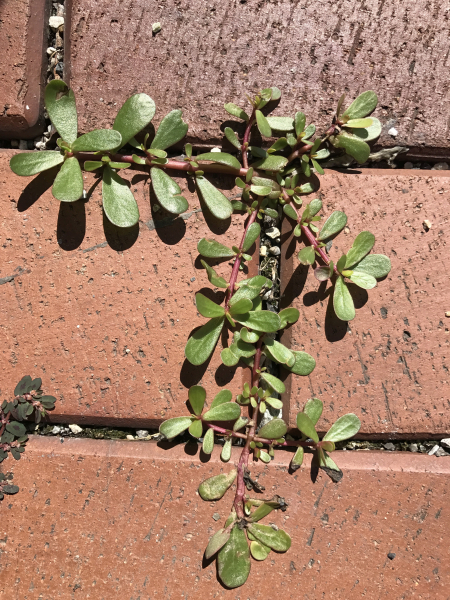Pflanzenbild gross Gemüse-Portulak - Portulaca oleracea