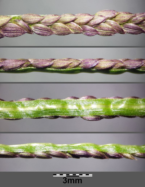 Pflanzenbild gross Fadenhirse - Digitaria ischaemum aggr.