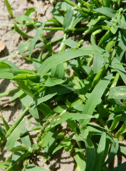 Pflanzenbild gross Fadenhirse - Digitaria ischaemum aggr.