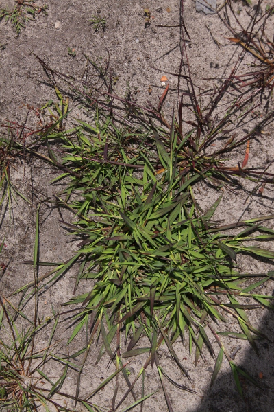 Pflanzenbild gross Fadenhirse - Digitaria ischaemum aggr.