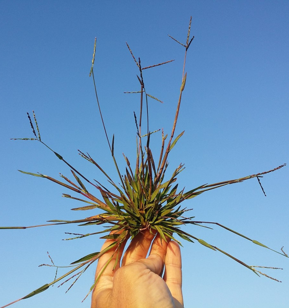 Pflanzenbild gross Fadenhirse - Digitaria ischaemum aggr.