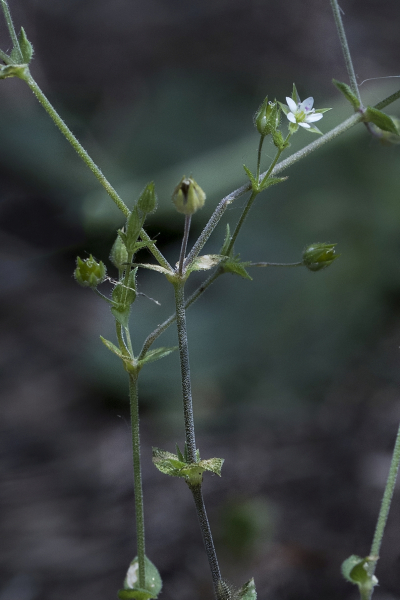 Pflanzenbild gross Zartes Quendelblättriges Sandkraut - Arenaria leptoclados