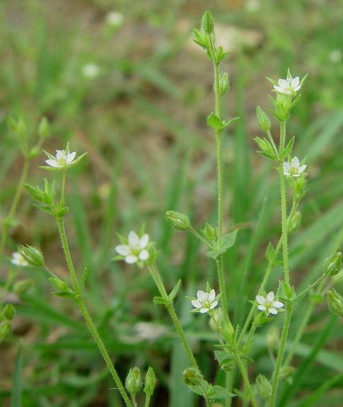 Pflanzenbild gross Zartes Quendelblättriges Sandkraut - Arenaria leptoclados