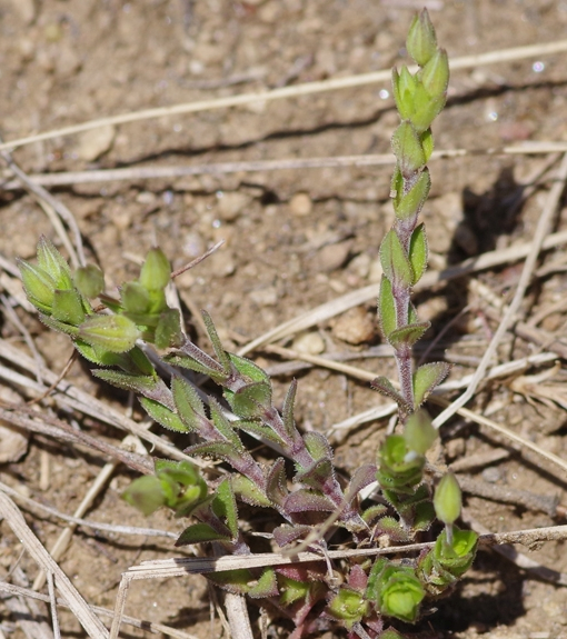 Pflanzenbild gross Zartes Quendelblättriges Sandkraut - Arenaria leptoclados