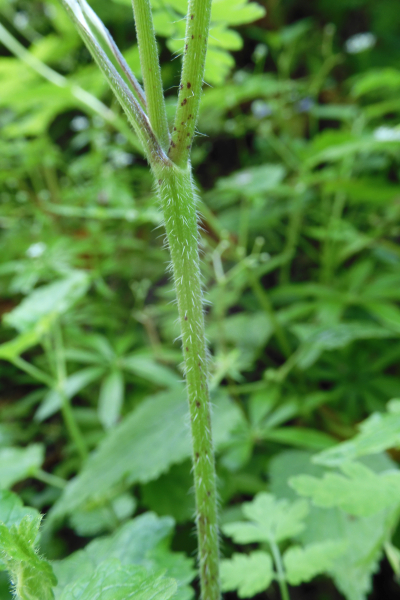 Pflanzenbild gross Hecken-Kälberkropf - Chaerophyllum temulum