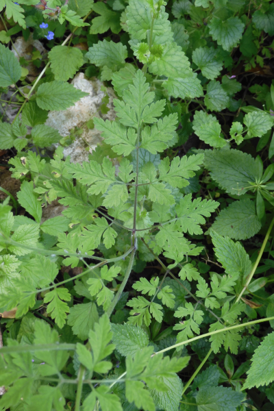 Pflanzenbild gross Hecken-Kälberkropf - Chaerophyllum temulum