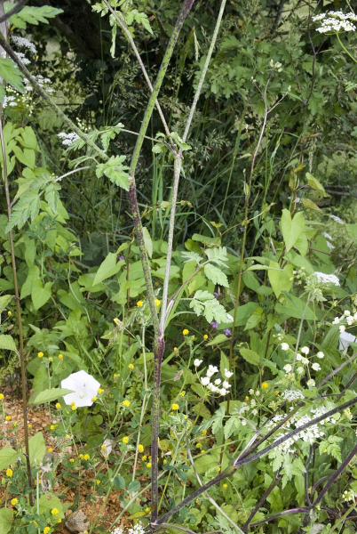 Pflanzenbild gross Hecken-Kälberkropf - Chaerophyllum temulum