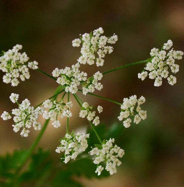 Pflanzenbild gross Hecken-Kälberkropf - Chaerophyllum temulum