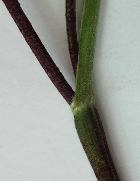 Pflanzenbild gross Hecken-Kälberkropf - Chaerophyllum temulum