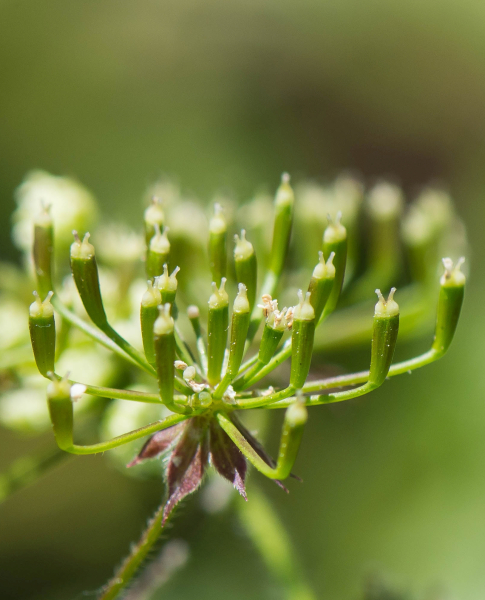 Pflanzenbild gross Hecken-Kälberkropf - Chaerophyllum temulum