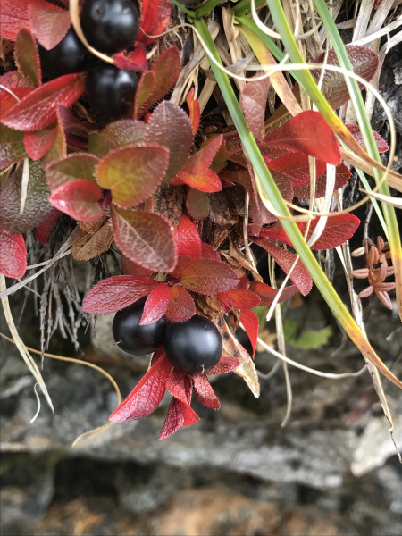 Pflanzenbild gross Alpen-Bärentraube - Arctostaphylos alpina