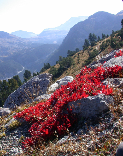 Pflanzenbild gross Alpen-Bärentraube - Arctostaphylos alpina