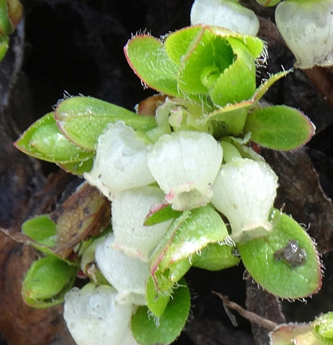 Pflanzenbild gross Alpen-Bärentraube - Arctostaphylos alpina