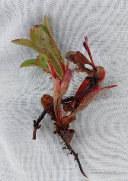 Pflanzenbild gross Alpen-Bärentraube - Arctostaphylos alpina