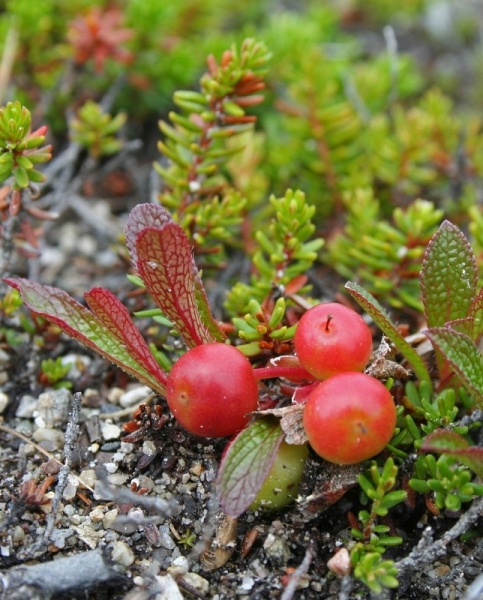 Pflanzenbild gross Alpen-Bärentraube - Arctostaphylos alpina