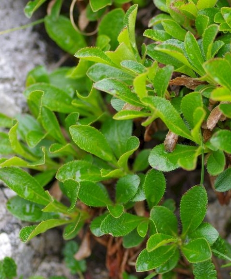 Pflanzenbild gross Alpen-Bärentraube - Arctostaphylos alpina