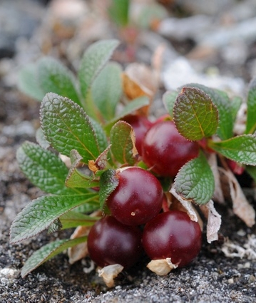 Pflanzenbild gross Alpen-Bärentraube - Arctostaphylos alpina