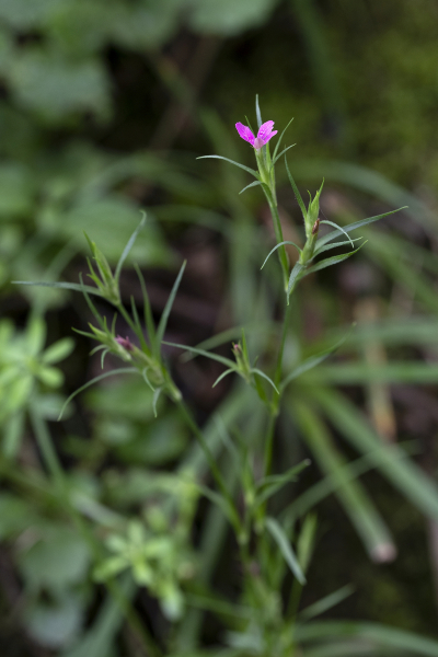 Pflanzenbild gross Heide-Nelke - Dianthus deltoides