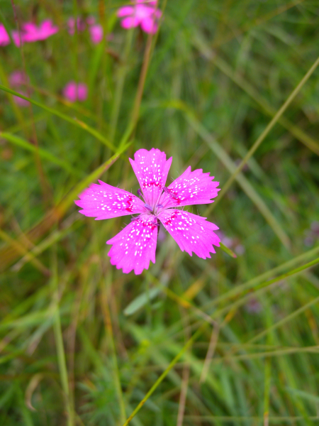 Pflanzenbild gross Heide-Nelke - Dianthus deltoides