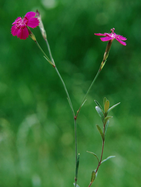 Pflanzenbild gross Heide-Nelke - Dianthus deltoides