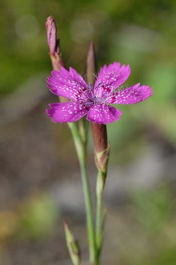 Pflanzenbild gross Heide-Nelke - Dianthus deltoides