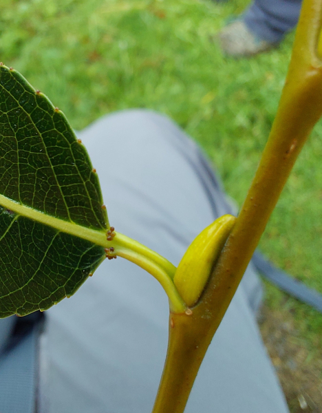 Pflanzenbild gross Lorbeer-Weide - Salix pentandra