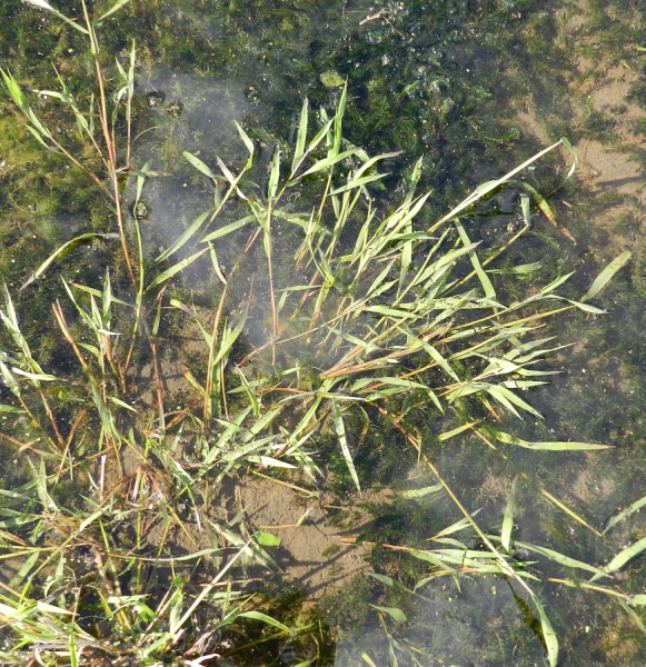 Pflanzenbild gross Kriechendes Straussgras - Agrostis stolonifera