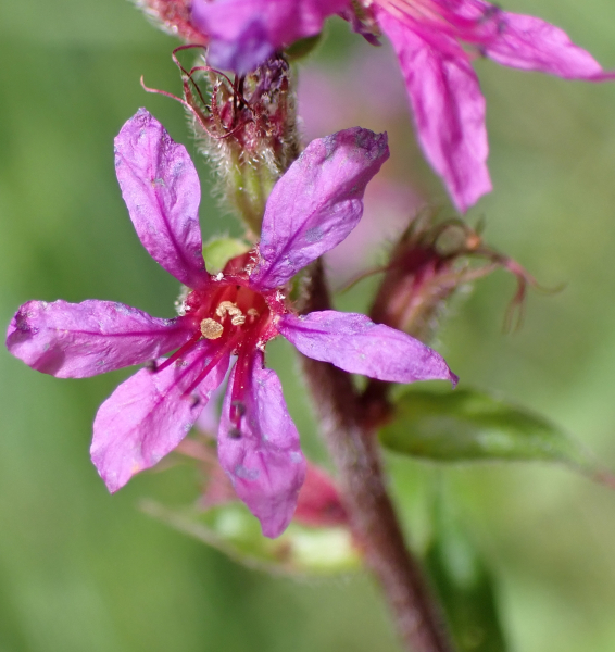 Pflanzenbild gross Blut-Weiderich - Lythrum salicaria