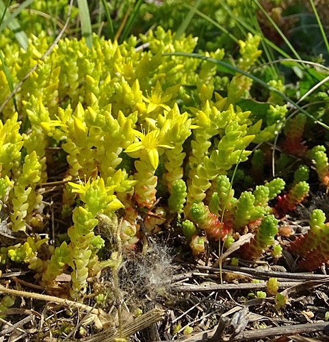 Pflanzenbild gross Scharfer Mauerpfeffer - Sedum acre